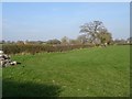 Field off Winterfold Lane