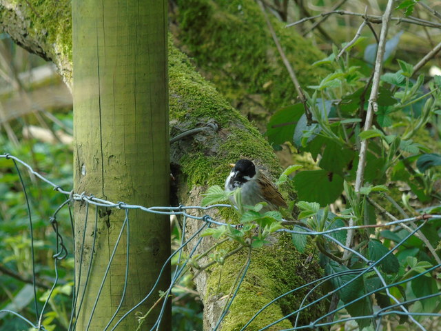 Reed bunting (1)