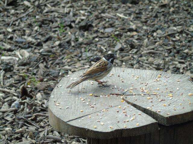 Reed bunting (2)
