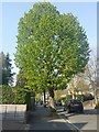 Tree on Hodford Road, Golders Green