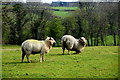 Grazing sheep, Aghnahoo