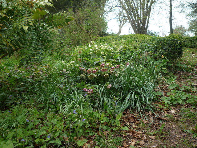 Flowers at Kyre Park Gardens © Fabian Musto cc-by-sa/2.0 :: Geograph ...