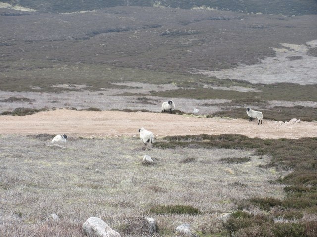 Sheep on the Fungle Road © Scott Cormie :: Geograph Britain and Ireland