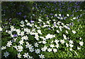 Wood anemones in Kiln Wood, near Lenham