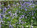 Bluebells in Kiln Wood, near Lenham