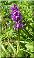 Early purple orchid in Kiln Wood, near Lenham