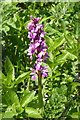 Early purple orchid in Kiln Wood, near Lenham