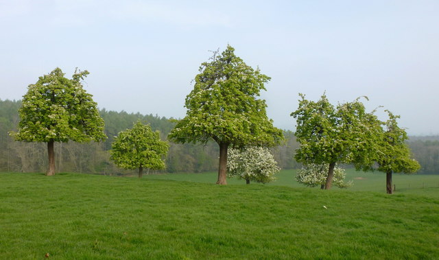 Old orchard at Upper Bogmarsh, 2