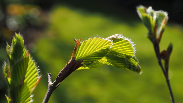 Unfurling beech leaves