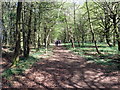 Llwybr Long Wood / Long Wood Path