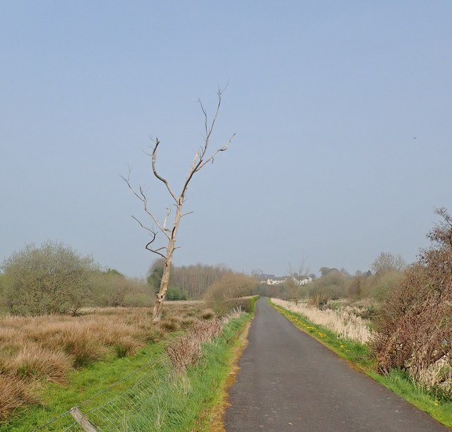 Dead tree in fen alongside the Newry Canal Towpath