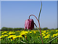 SU0994 : Snake's head fritillary, North Meadow National Nature Reserve, Cricklade by Brian Robert Marshall