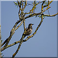 Thrush, North Meadow National Nature Reserve, Cricklade