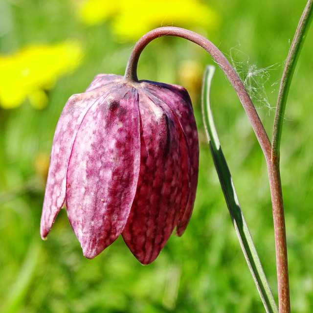Snake's head fritillary, North Meadow National Nature Reserve, Cricklade