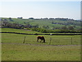 Grazing west of Robin House Lane