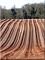 SO8098 : Potato field near Chesterton in Shropshire by Roger  D Kidd