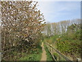 Footpath to Norton Grove