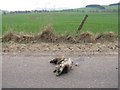 NT0341 : Road casualty near Muirlea Farm by M J Richardson