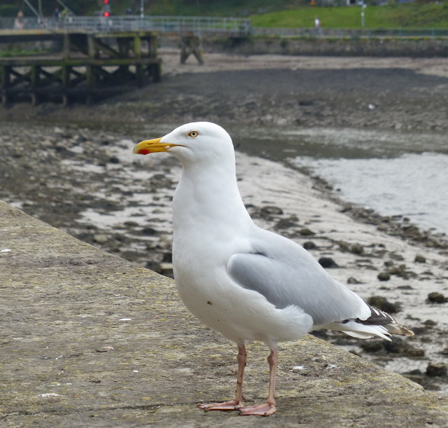 Seagull at Caernarfon