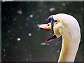 SD7706 : The Noisy Swan by David Dixon