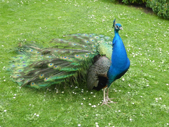 Peacock in the Kyoto Garden, Holland... © Marathon cc-by-sa/2.0 ...