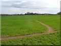 Cereals, Haynes Green