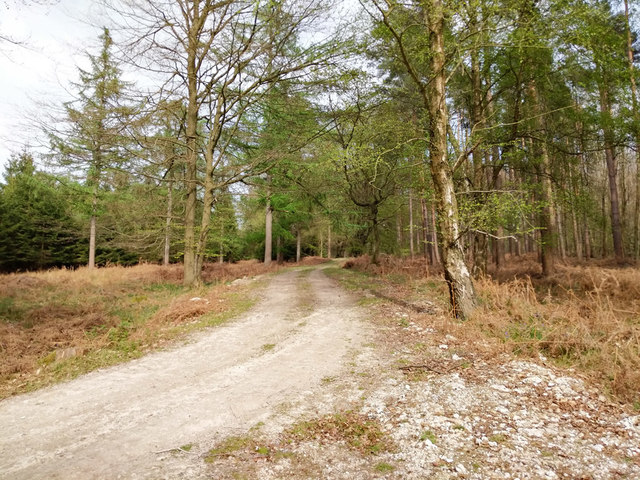 Forest track, Oldhouse Warren © Robin Webster cc-by-sa/2.0 :: Geograph ...