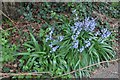 Bluebells by Partingdale Lane, Mill Hill