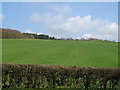 Grazing near Red Barn Farm