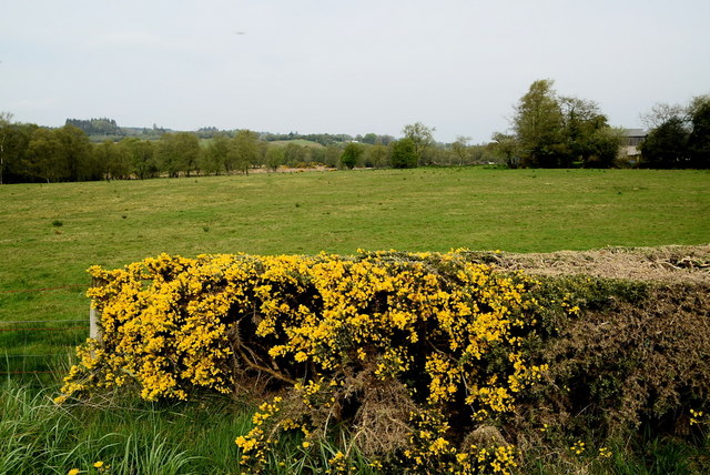 Whins, Cavanacaw © Kenneth Allen :: Geograph Ireland