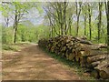 Logpile in Parkhurst Forest