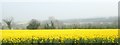 Oilseed rape crop between the A27 and the Newry Canal Towpath