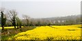 Oilseed rape between Lake Acton and the A27