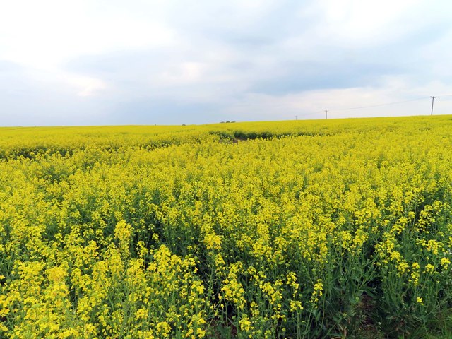 Field Of Rape Near Yarnton © Steve Daniels Cc-by-sa 2.0 :: Geograph 