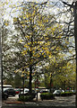 SX8966 : Spring leaves, The Willows by Derek Harper