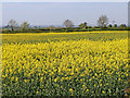 Oil seed rape near Burnhill Green, Staffordshire