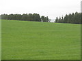 Grass field by the Wooleyburn Strip