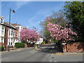 NZ3955 : Spring colour on Tunstall Road, Sunderland by Malc McDonald