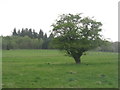 Hawthorn in pasture