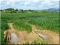 Farmland, St Ewe