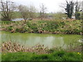 Pea-green water in the Newry Canal at the north end of Lake Acton