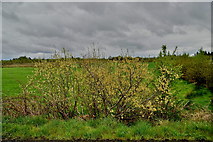 H5073 : Catkin bush, Ballynamullan by Kenneth  Allen