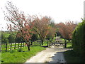 Spring colour at Old Burdon, near Sunderland