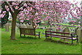 Seats under the blossom in Bamford churchyard