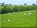 Pasture, St Michael Penkevil