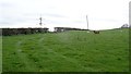 Ewes and lambs, Stockton