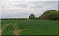 Arable Field, Herongate