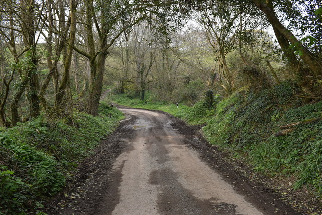 Wooded lane near Trevennen Farm