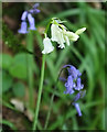 White bluebell, Greatrock Copse