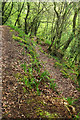 Paths, Greatrock Copse